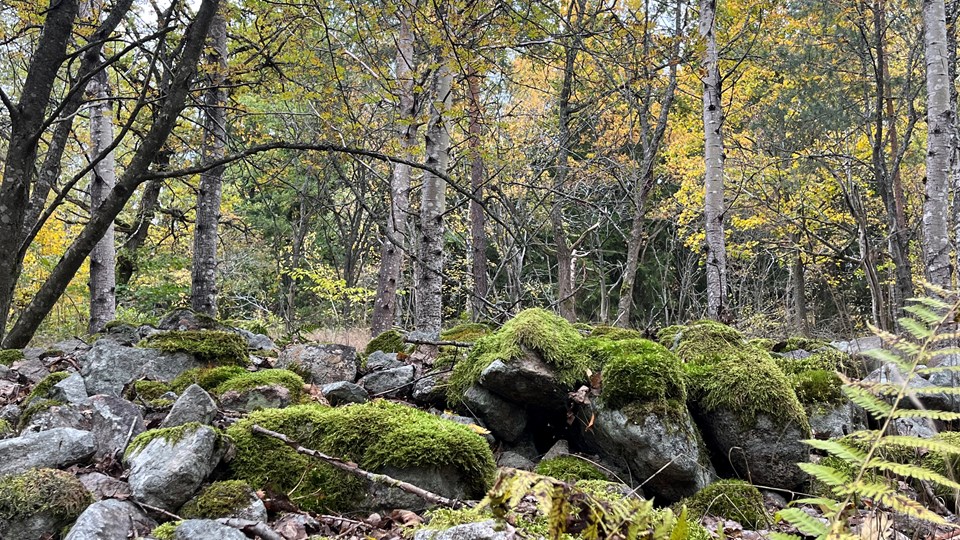 En hög med stora stenar som är täckta av mossa ligger i en skog.