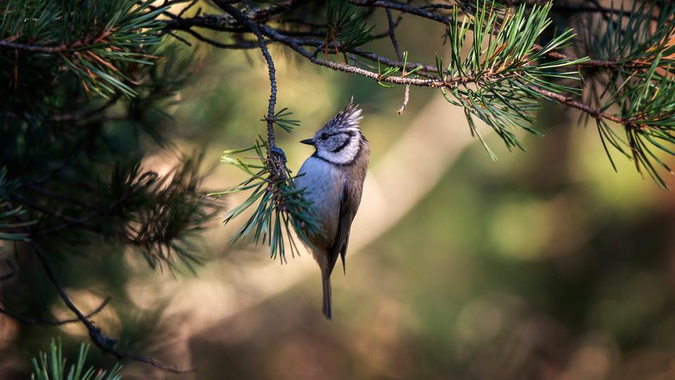 Fågel på en kvist i Majroskogen. 