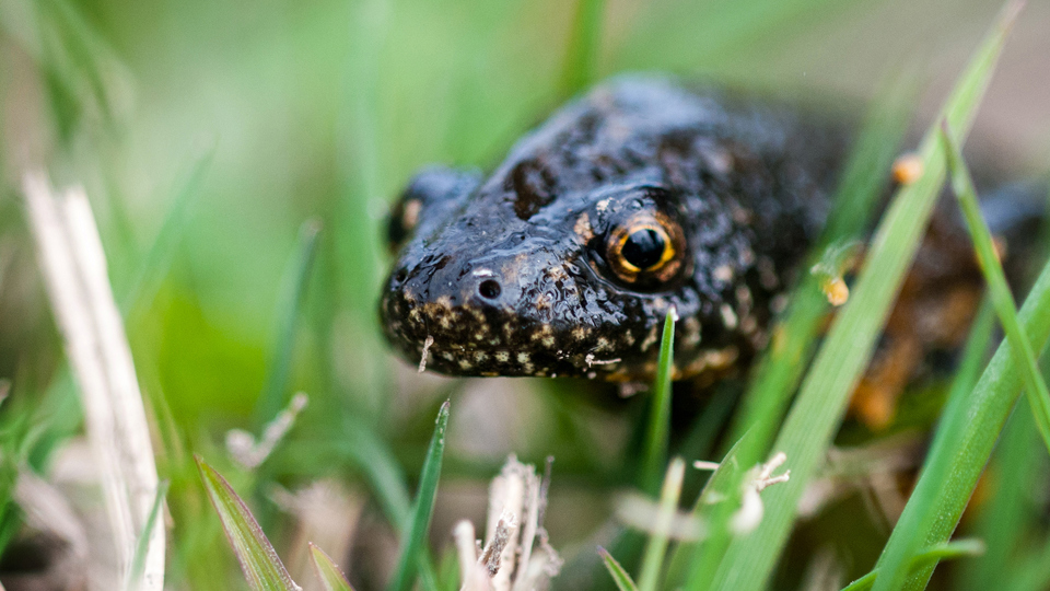 Närbild av mindre vattensalamander, fotografi.