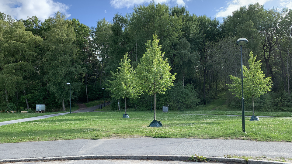 Vid en vägkant ser man träd, gräsmatta och bakom detta ett skogsparti. Foto