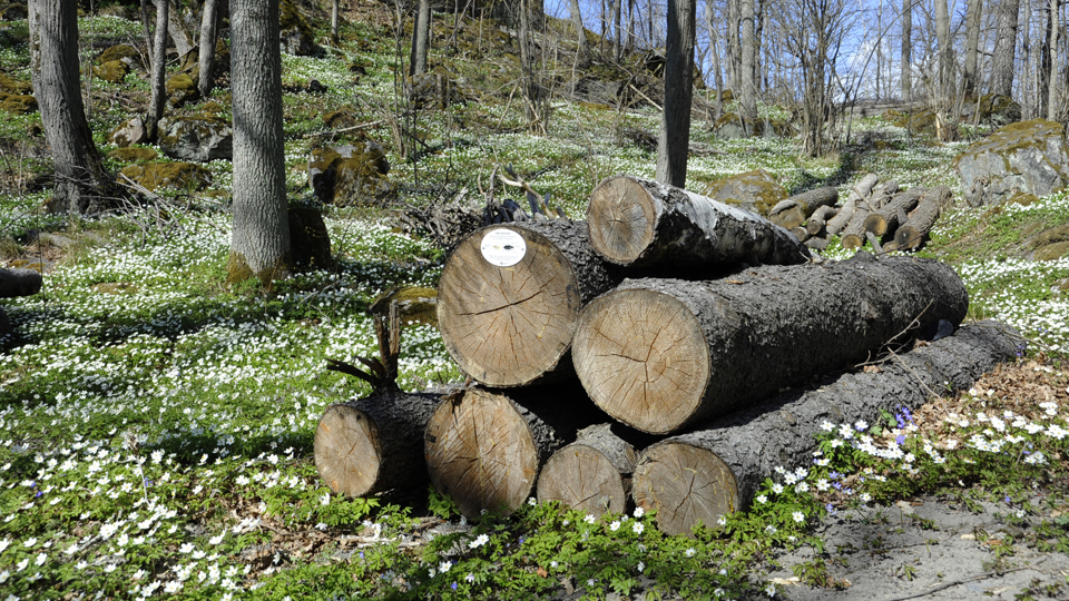 Hög med stockar bland vitsippor i en skogdsunge, fotografi.