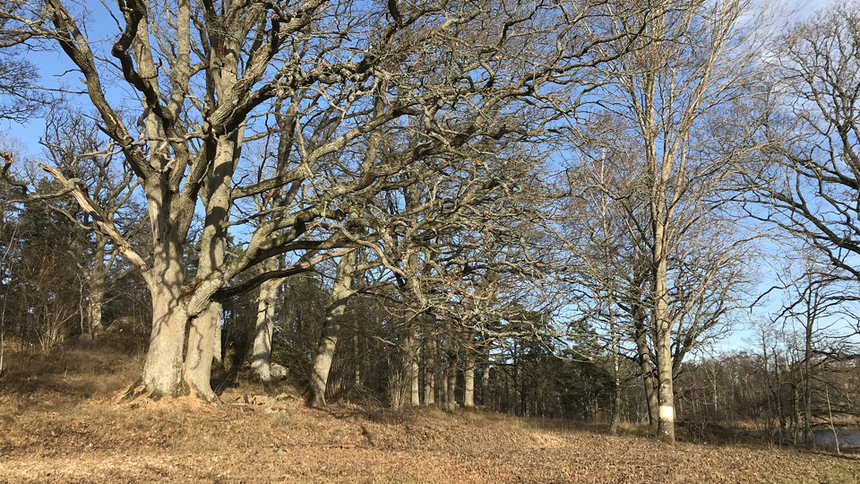 Ekskogsmiljö, höst, fotografi.
