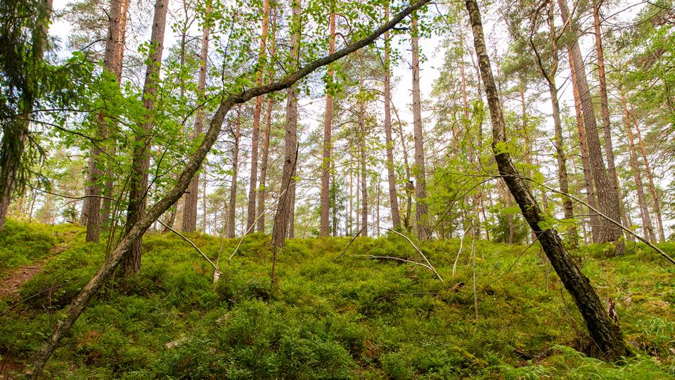 Blåbärsbuskar i skogsmiljö 