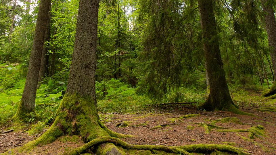 Exponerade träd­rötter längs stigen 