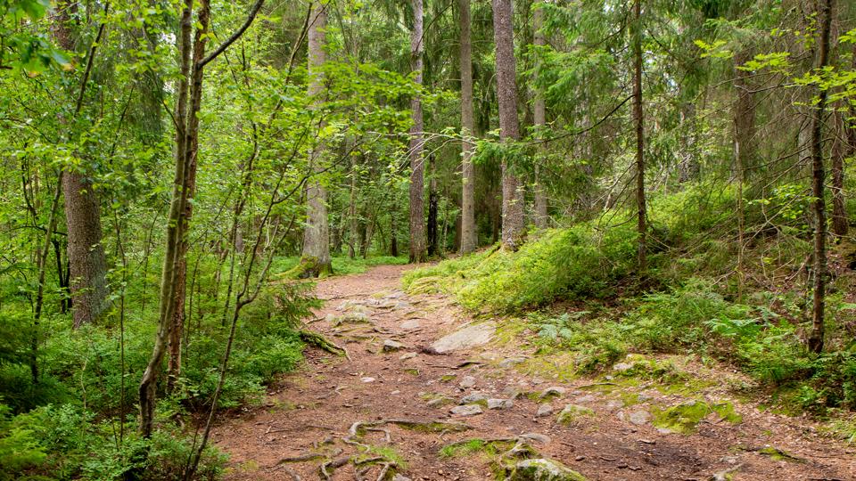 Skogsstig genom Majroskogen. 