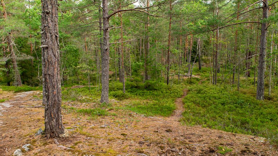 Tallar och slingrande stig genom blåbärsris