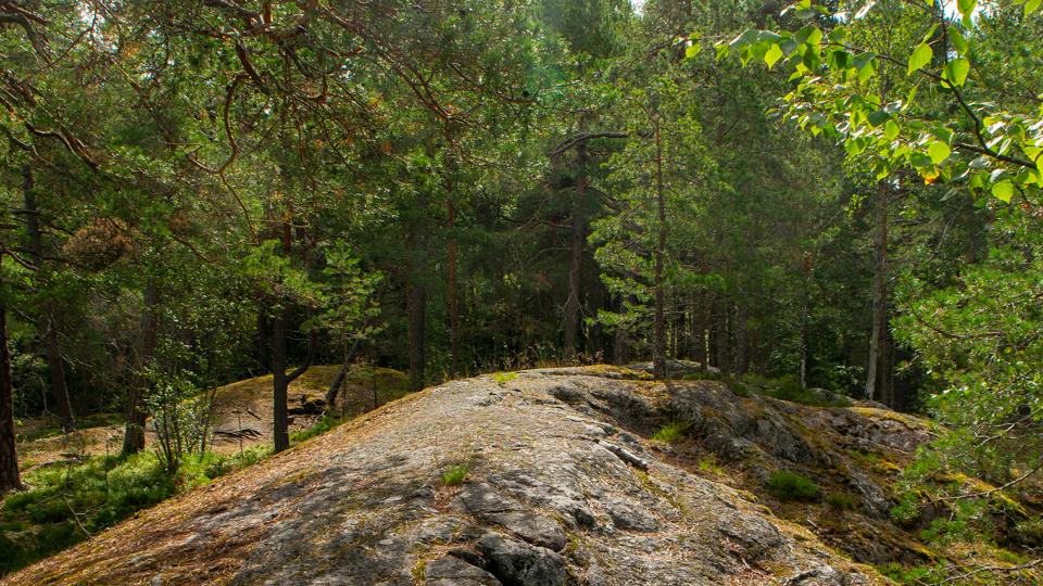 Platt bergsområde med omgivande tallskog.