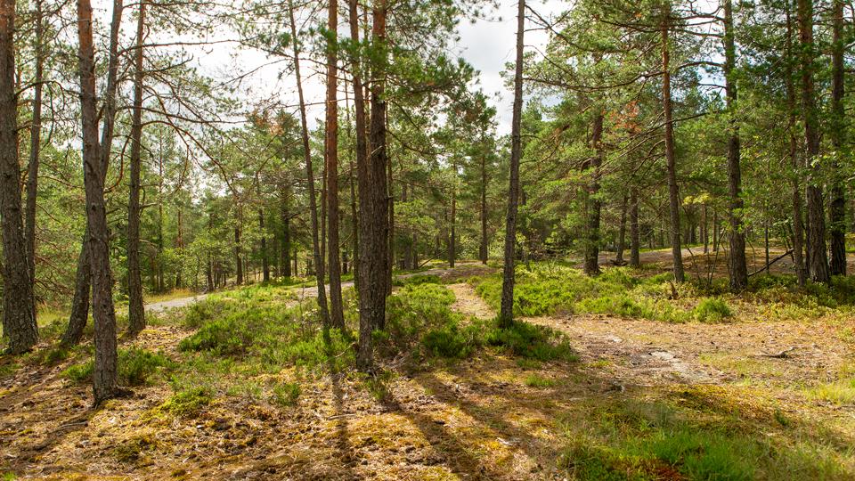 Lingonris i undervegetationen 