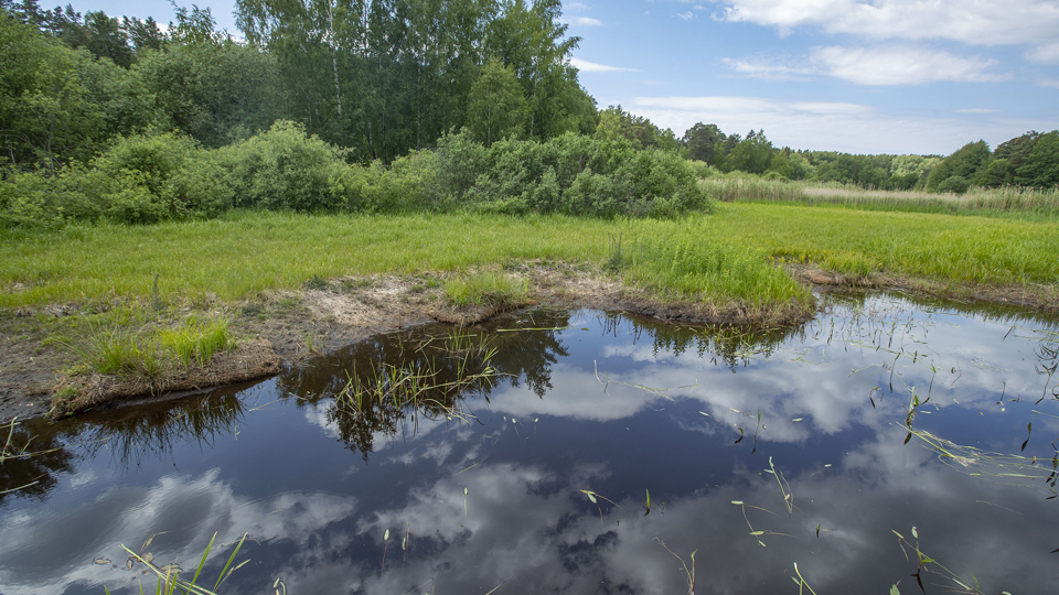 Vatten omgiven av gräs och grönskande träd.