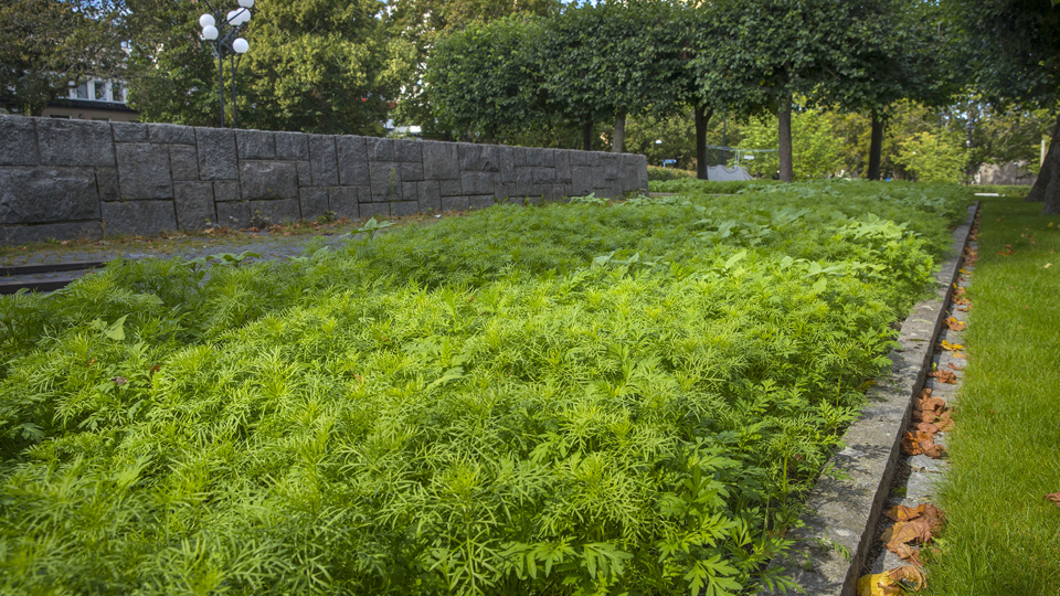 Plantering med frodande grönska.