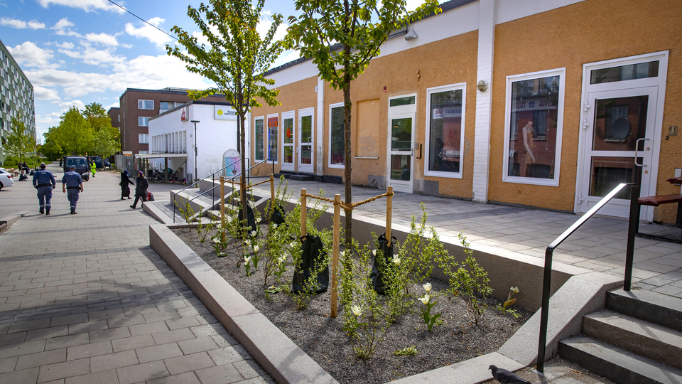 Ny markebeläggning och en plantering med träd och buskar längs med Norra Rinkebygången.