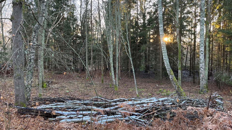 Gamla trädgrenar som ligger i en hög på marken i skogen.