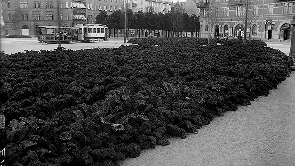 Grönkål odlas i rabatterna vid Karlaplan, svartvitt foto.