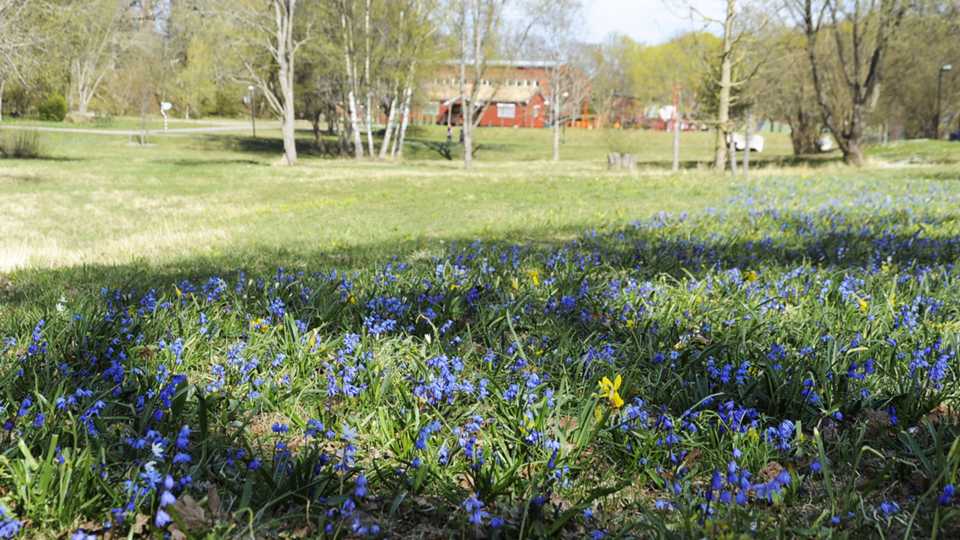Närbild på vårblommor på gräsyta, fotografi.