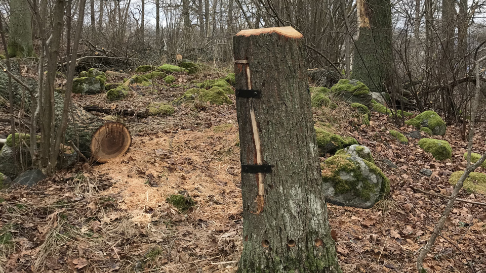 Mulmholk i avsågad trädstam i skogsdunge, fotografi.