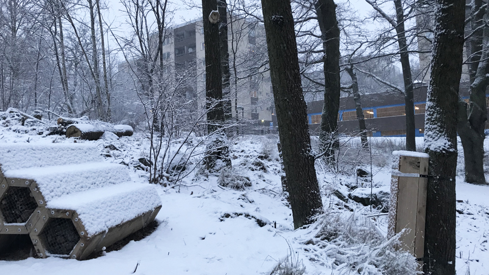 Snötäckt naturmark, mulmholkar och insektshotell i skogsdunge.
