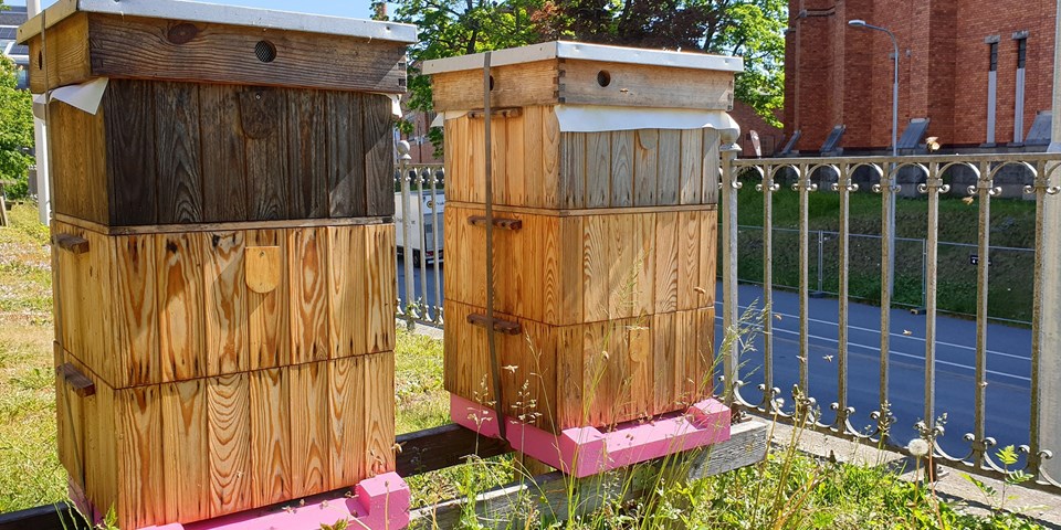 Två bikupor i trä ståendes utomhus. Foto.
