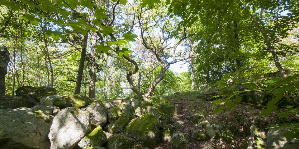 Vy upp mot en dunge med lövträd och mossbeklädda stenar, fotografi.