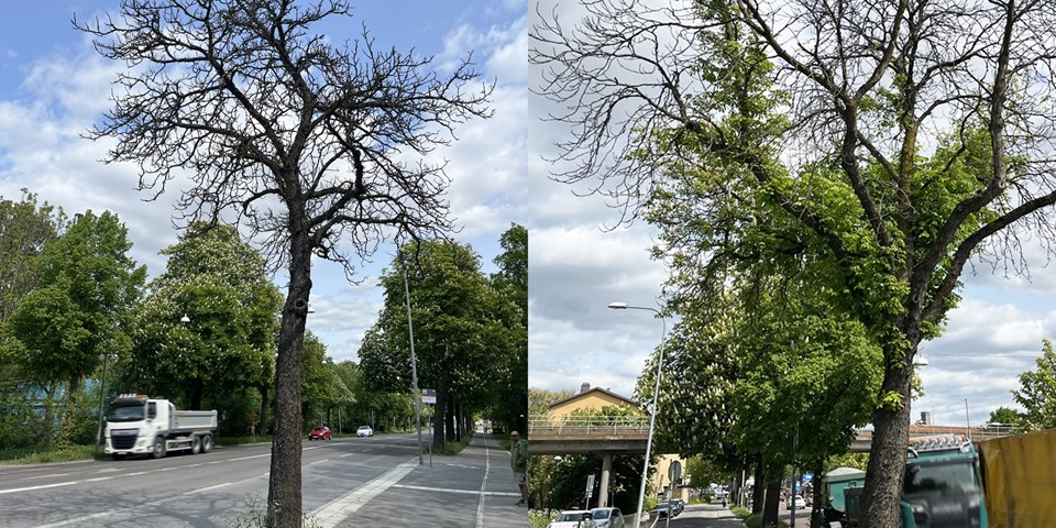 Träd längs med bilväg, två bilder bredvid varandra i kollage, fotografi.