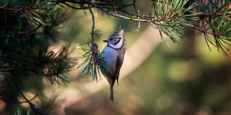 Fågel på en kvist i Majroskogen. 