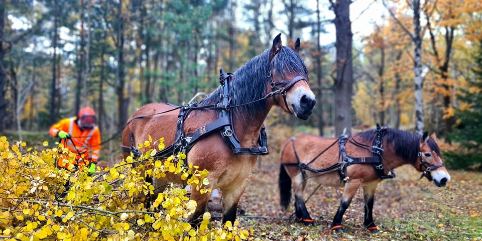 Två brukshästar och en person i oranga arbetskläder arbetar i skogen.