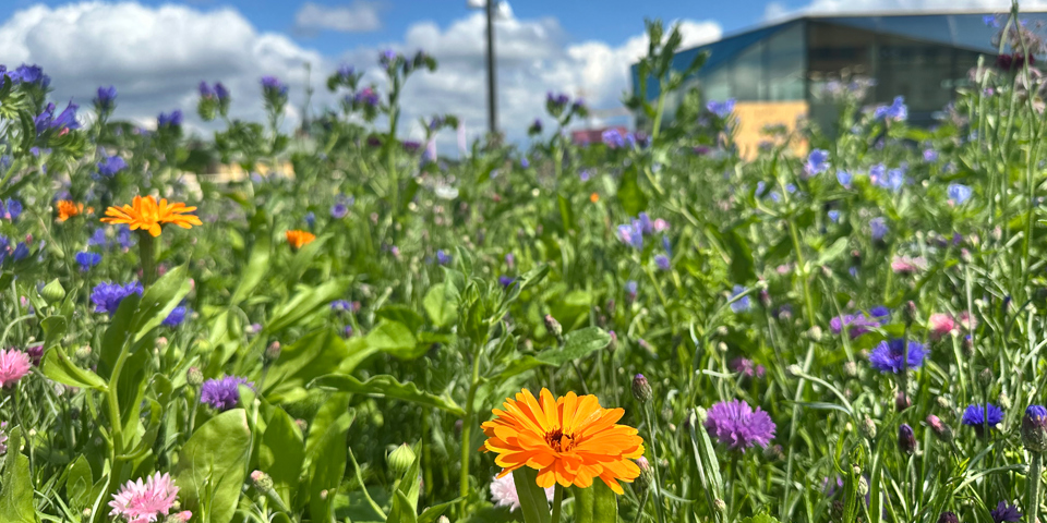 En plantering med blommor i orange, rosa och blått.
