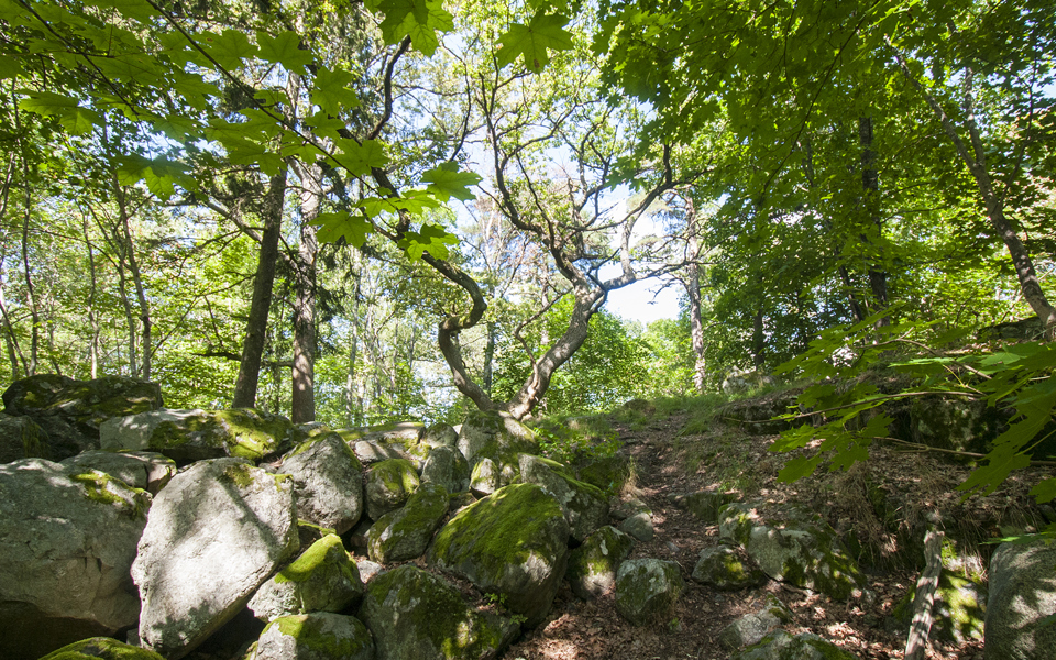 Vy upp mot en dunge med lövträd och mossbeklädda stenar, fotografi.