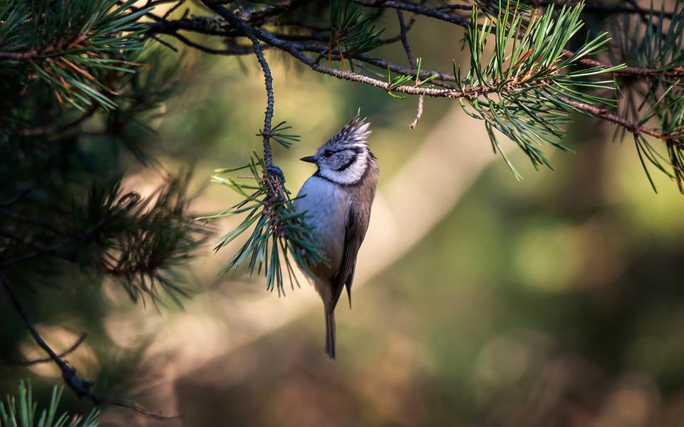 Fågel på en kvist i Majroskogen. 