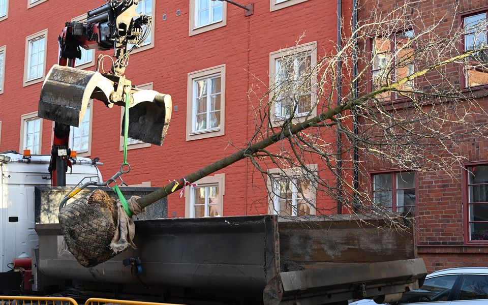 En lastbil intill ett hus som lyfter ett träd, foto.