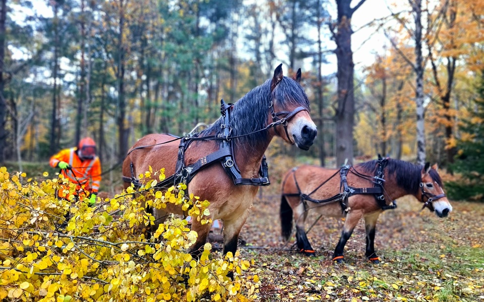 Två brukshästar och en person i oranga arbetskläder arbetar i skogen.