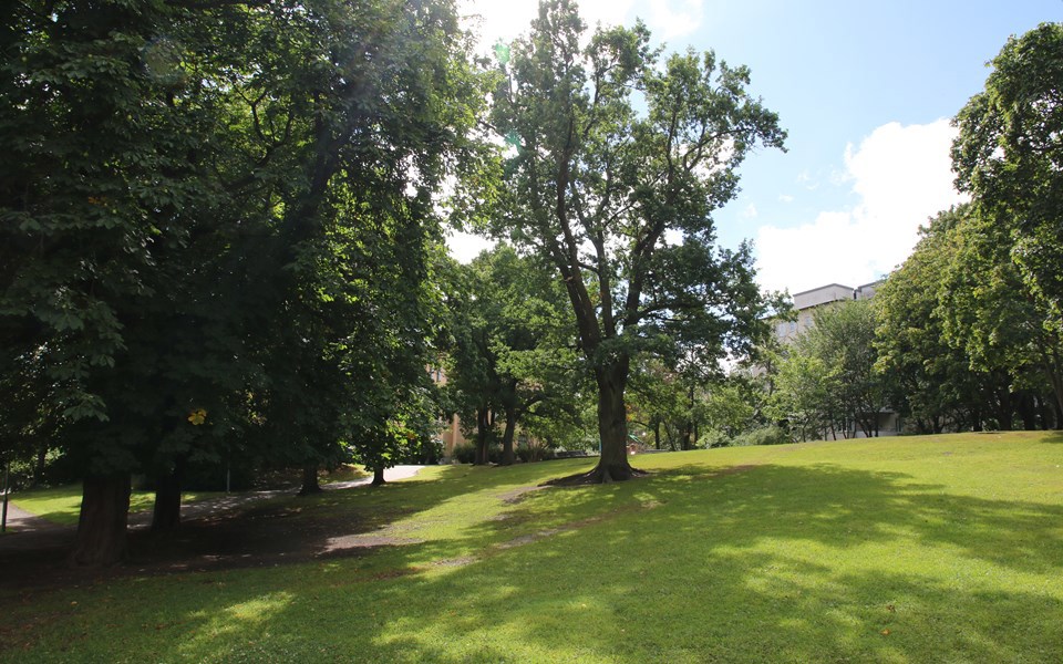 En park med gräsmatta, stora grönskande lövträd och gångbana.