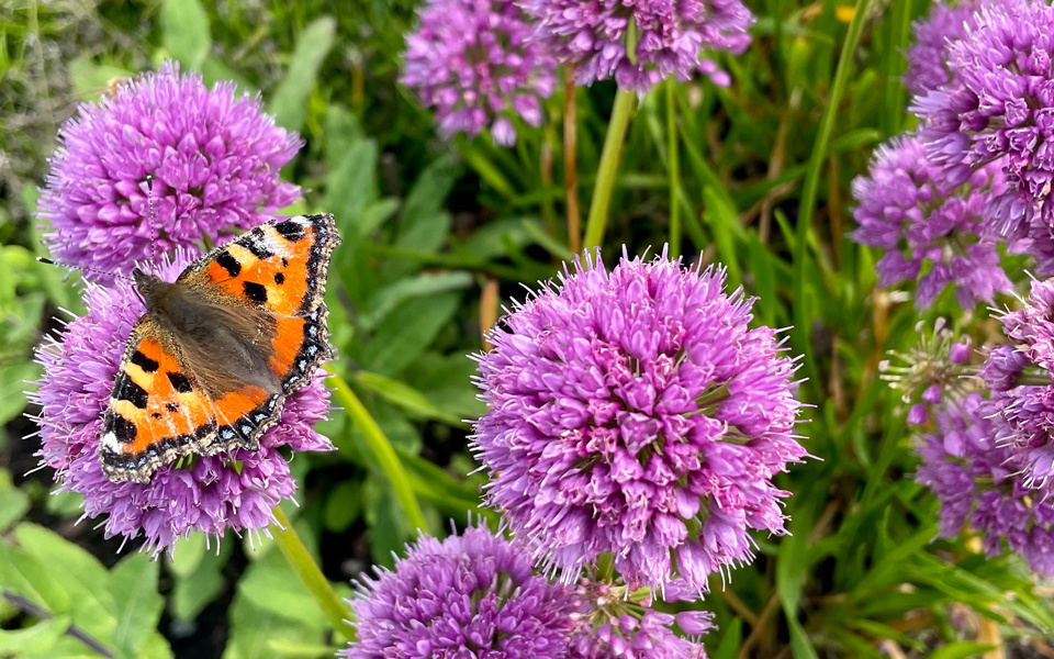 En orange och svart fjäril sitter med utfällda vingar på en lila rund blomma. Runt om är det fler runda lila blommor.