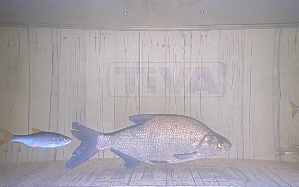 En stor och en liten fisk som simmar.