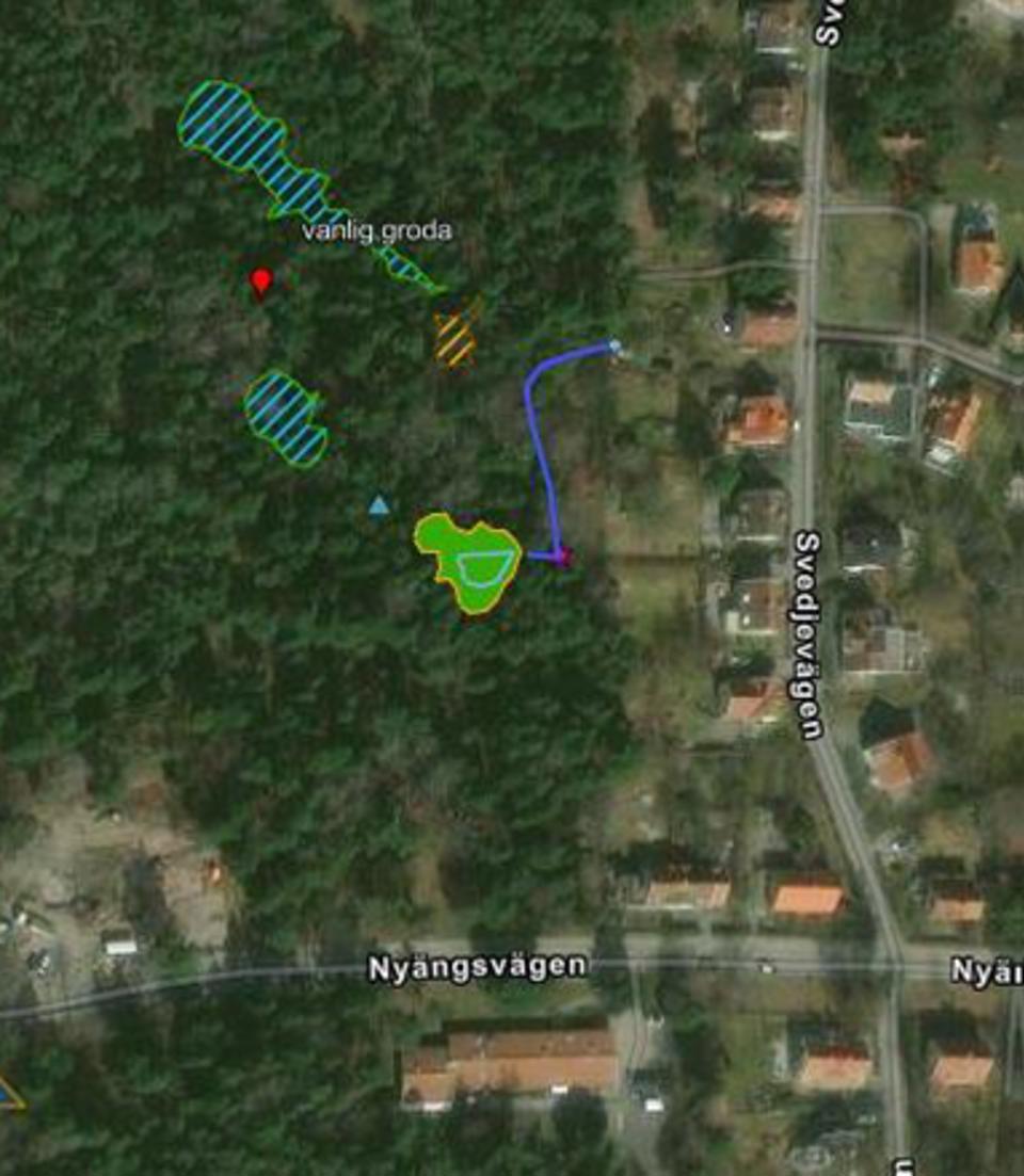 Ortofoto över området. Planerad plats för groddamm markeras i grönt på kartan. Befintliga kärr är skrafferad i grönt och en blå linje visar plats för befintligt dike för vattenhantering.