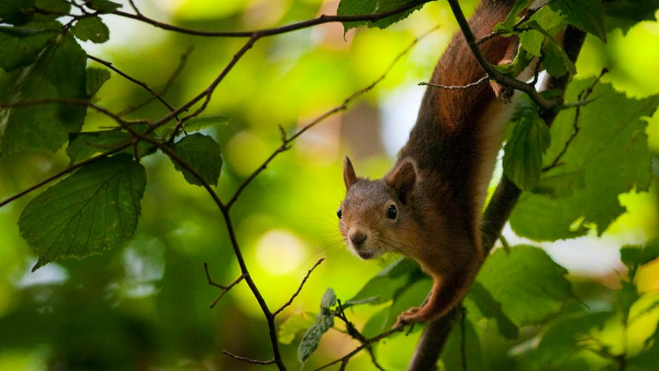 Ekorre i träd